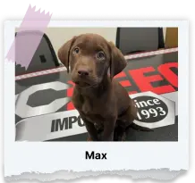 Max Chocolate Lab